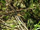 ALAJl Sympetrum frequens