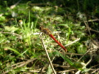 ALAJl Sympetrum frequens