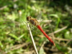 ALAJl Sympetrum frequens