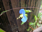 cNT Commelina communis