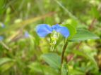 cNT Commelina communis