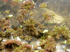 IIAJELNT Azolla