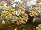 IIAJELNT Azolla