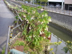 L_``EZATKI Datura suaveolens