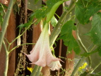 L_``EZATKI Datura suaveolens