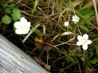 Eo`\E Parnassia palustris