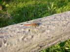 ALAJl Sympetrum frequens