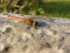 ALAJl Sympetrum frequens