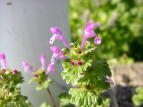 zgPmU@Lamium amplexicaule