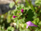 zgPmU@Lamium amplexicaule