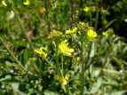 imni Brassica rapa