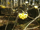 ~c}^ Edgeworthia chrysantha