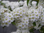 Rf} Spiraea camtoniensis