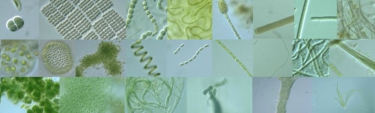 Cyanobacteria