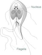 Giardia