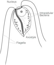 Oxymonas