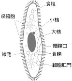 Paramecium