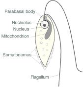 Proteromonas