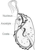 Trichomonas